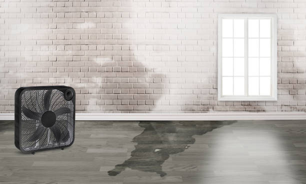 Best Professional water damage repair  in Biscoe, NC